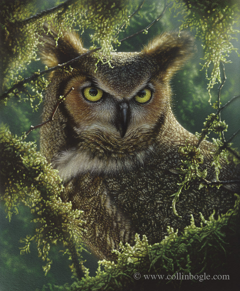 Great horned owl in moss covered branches.