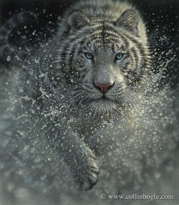 Wet & Wild - White Tiger