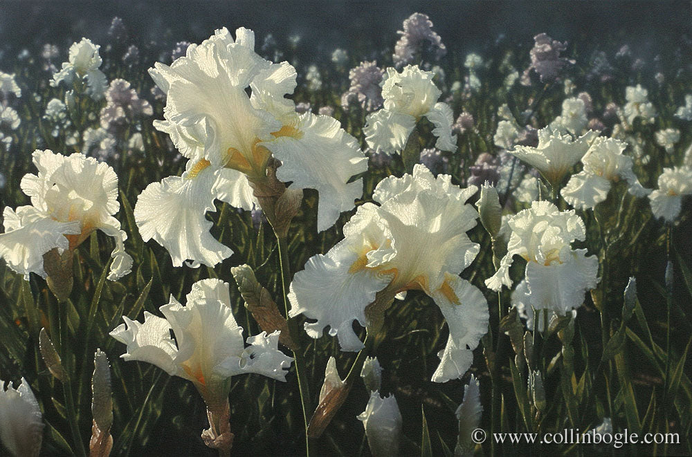 White Iris Garden