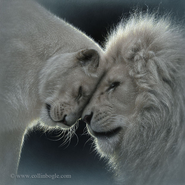 White lion lovers