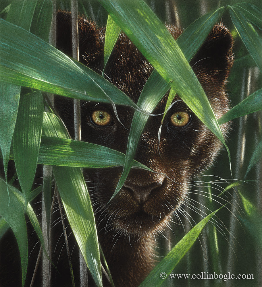 Wild Eyes - Black Panther