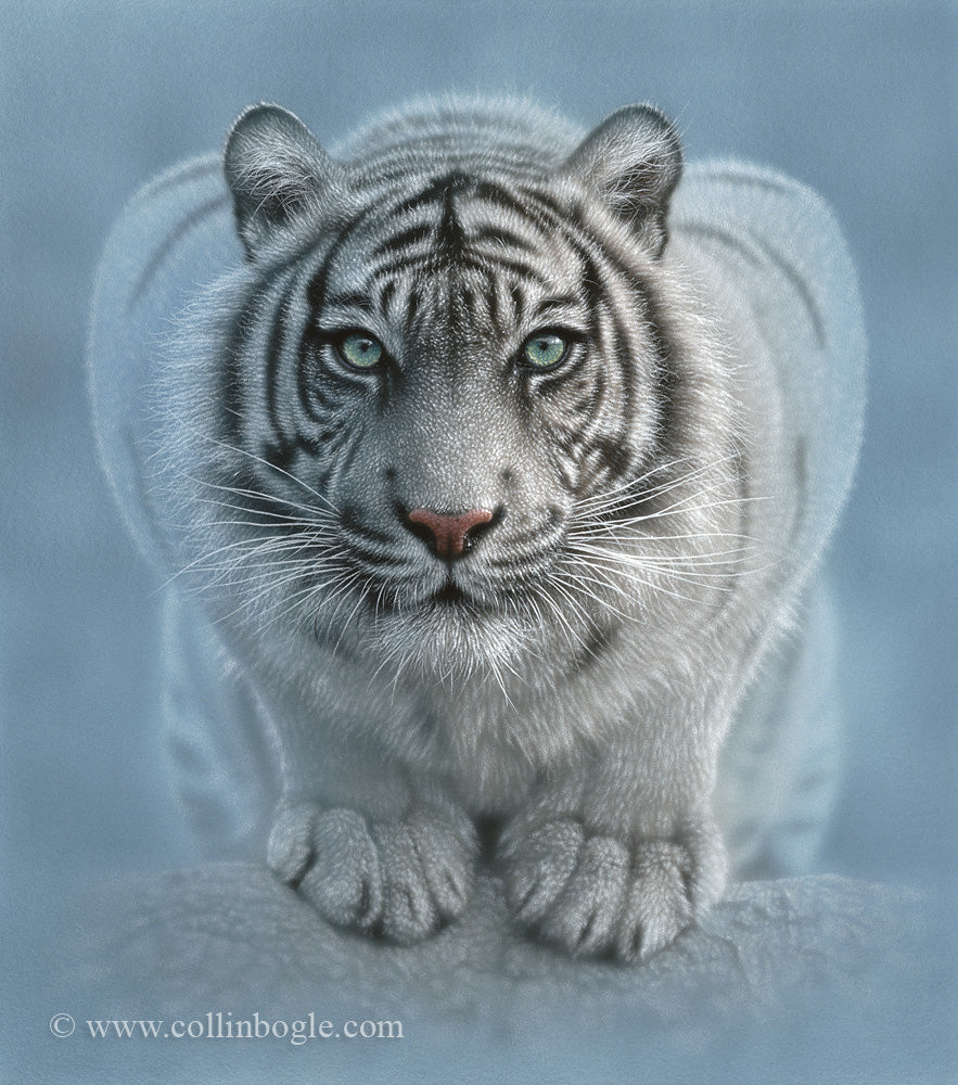 White tiger crouching painting art print.