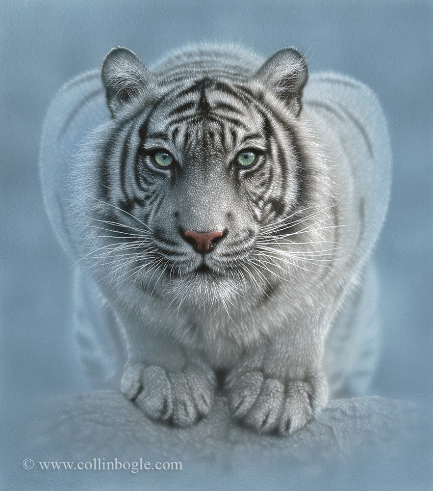 Sheltered - White Tiger Cub Painting, Hand Signed Tiger Art Print by Collin  Bogle – Collin Bogle Nature Art