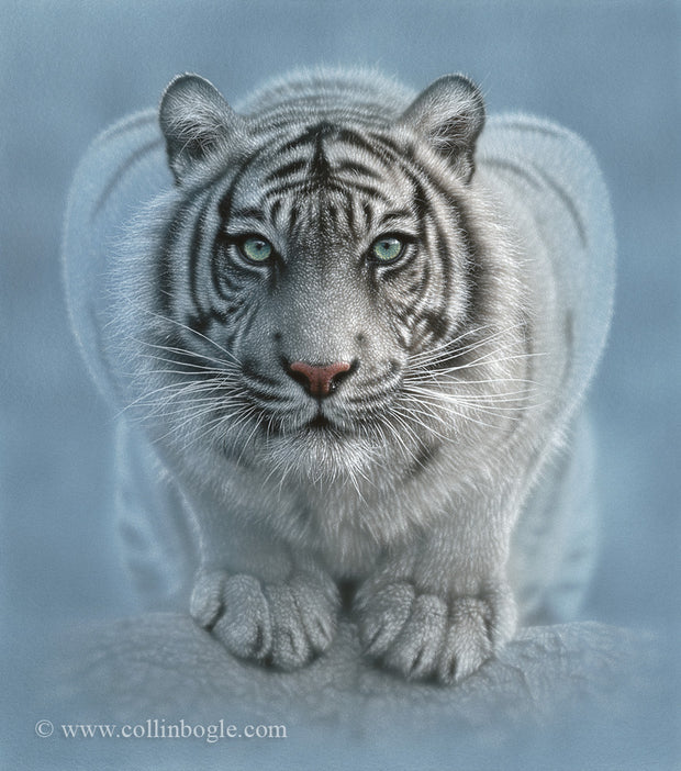 White tiger crouching painting art print.