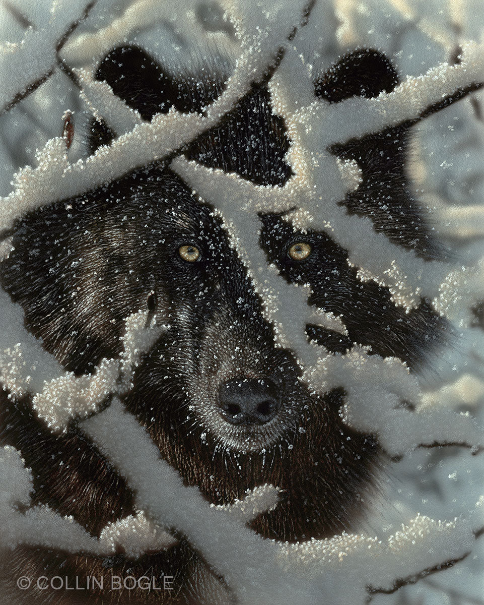Winter Black Wolf Painting Art Print by Collin Bogle.