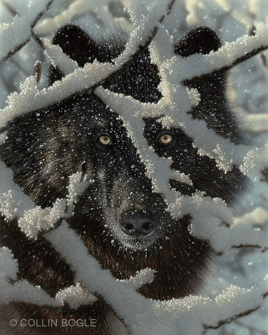 Collin Bogle Wolves Wolf Art Prints, Wolf Paintings, Wolves Artist Collin Bogle – Collin ...