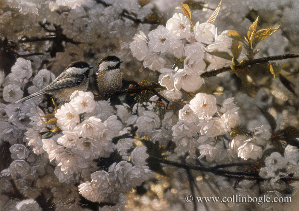 Black-capped chickadees in white spring blossoms painting art print.