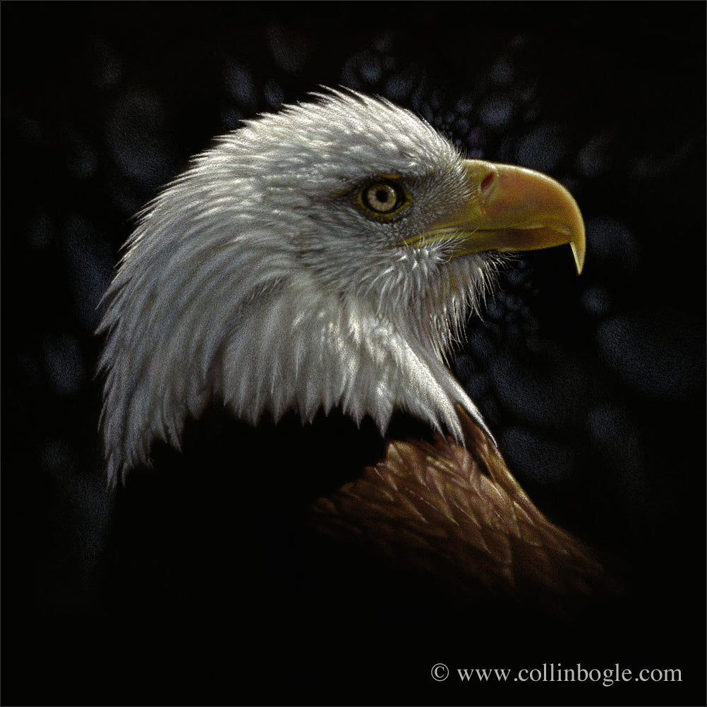 Bald eagle portrat painting art print by Collin Bogle.