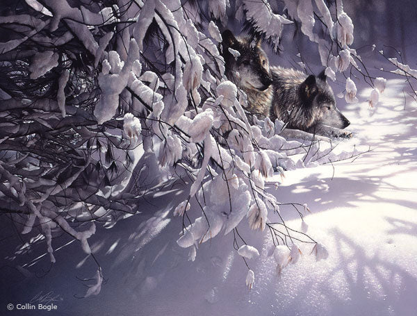 Wolves in snow painting art print by Collin Bogle.